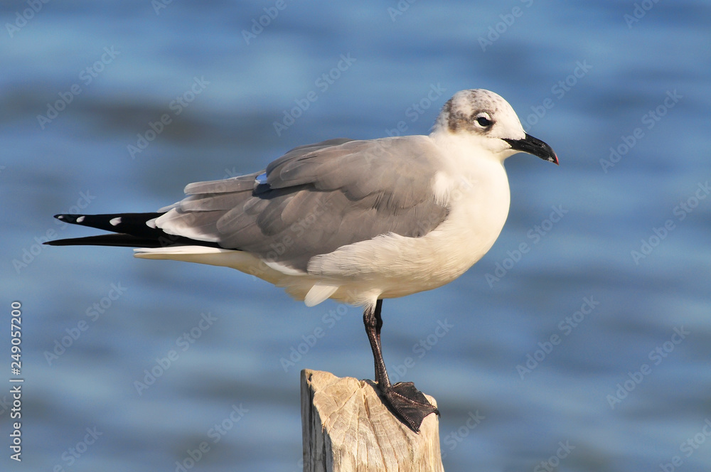 Seagull in Rio Lagartos Natural Reserve, Mexico. Seagull in Rio Lagartos Natural Reserve, Mexico.