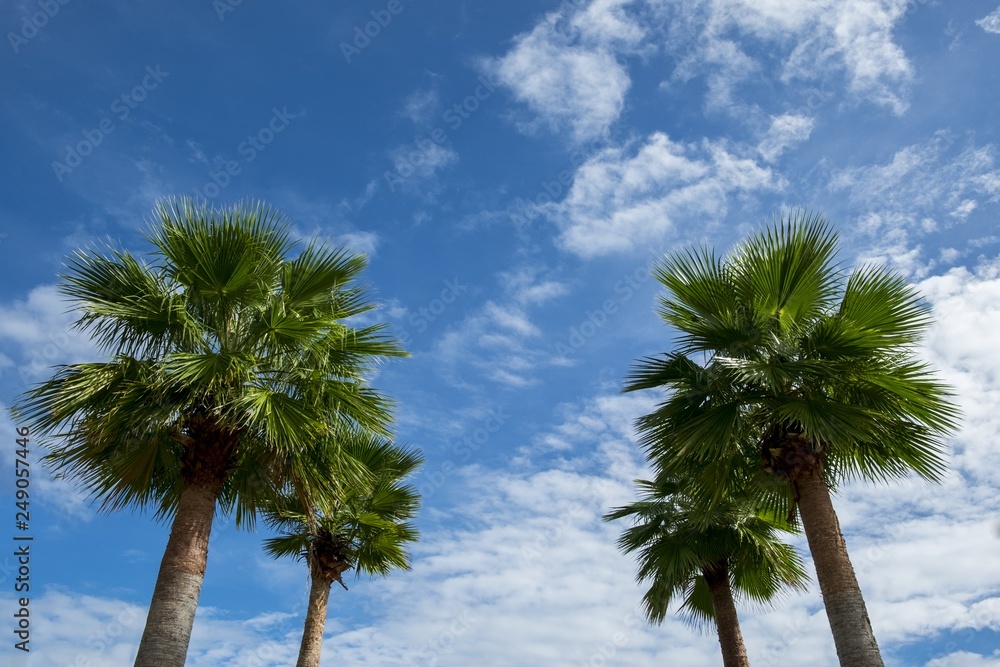 Fototapeta premium Palm trees and Blue sky with cloud