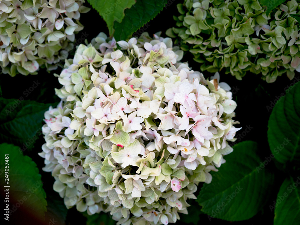Hydrangea Flowers, Colorful white, green hydrangeas flowers in garden outside. Hydrangea Flowers, Colorful white, green hydrangeas flowers in garden outside.