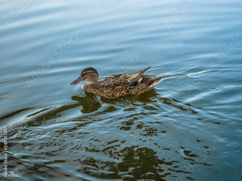 Duck swimming in a river in summer, Europe, Poland.