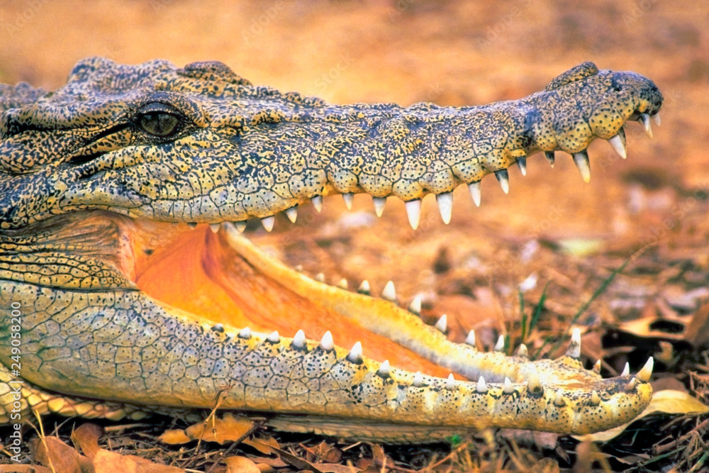 Obraz premium Saltwater Crocodile showing teeth.