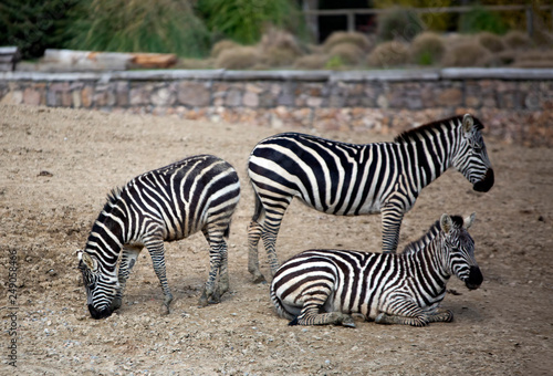 Izm  r Natural life park  dogal yasam park  Zebra Animal   Izmir   Turkey 