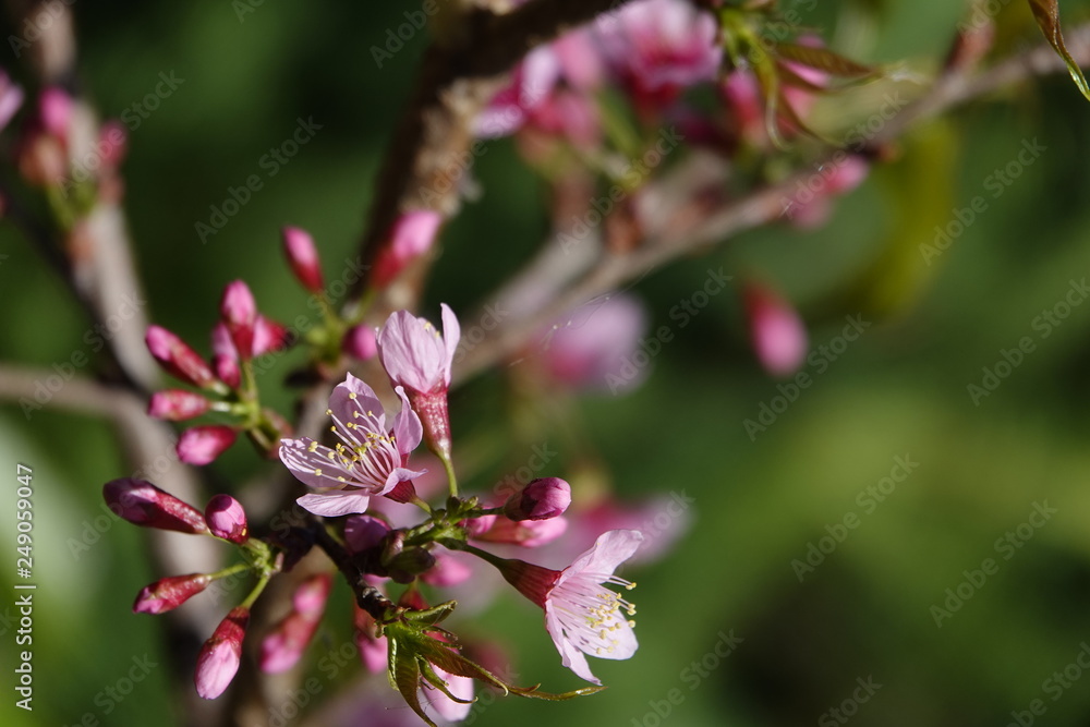 Fototapeta premium pink cherry flower blossom