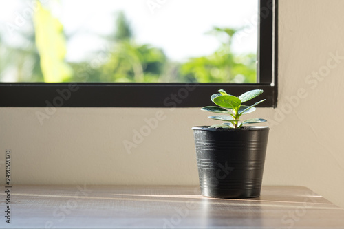 Plant in black pot