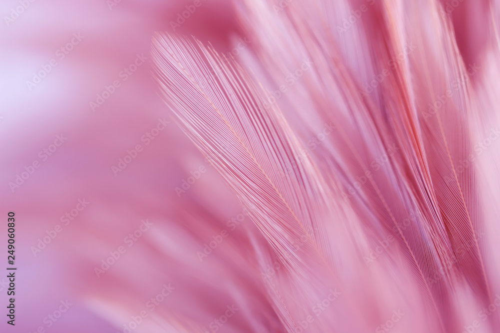 Purple chicken feathers in soft and blur style for background Purple chicken feathers in soft and blur style for background