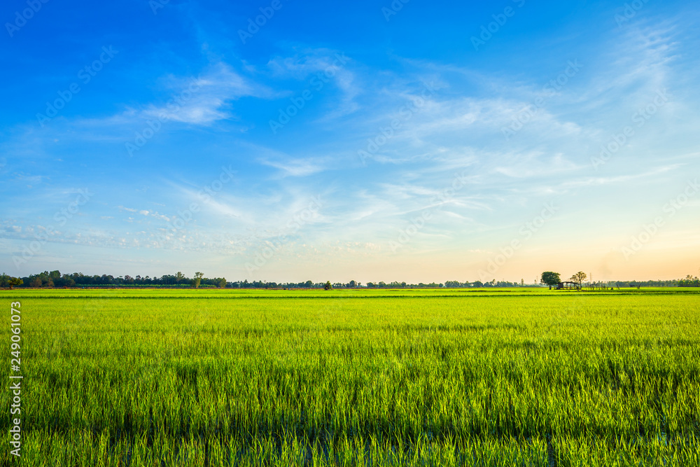 Beautiful green cornfield with sunset sky background.