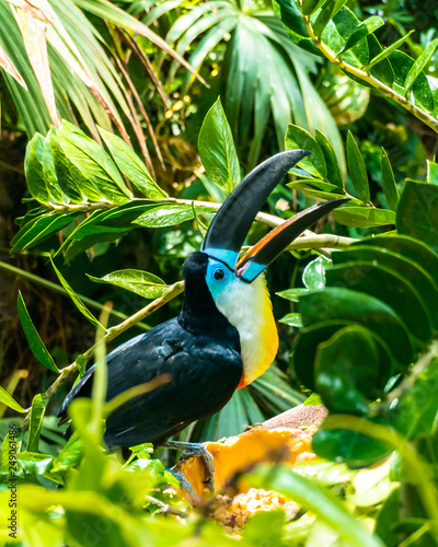 Beautiful toucan bird seating on the branch surrounded by lush green tropical plants
