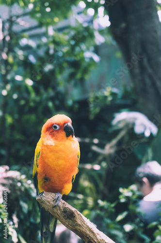 colorfull parrot sitting on a tree branch in indoor tropical garden