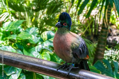 Tropical bird in a tropical forest