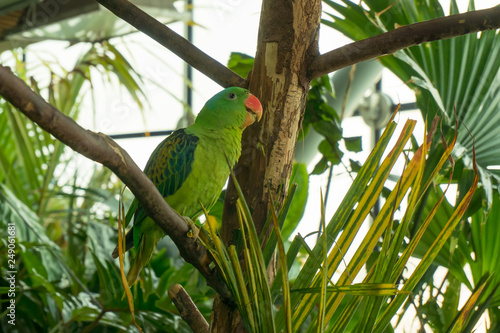 colorfull parrot sitting on a tree branch in indoor tropical garden