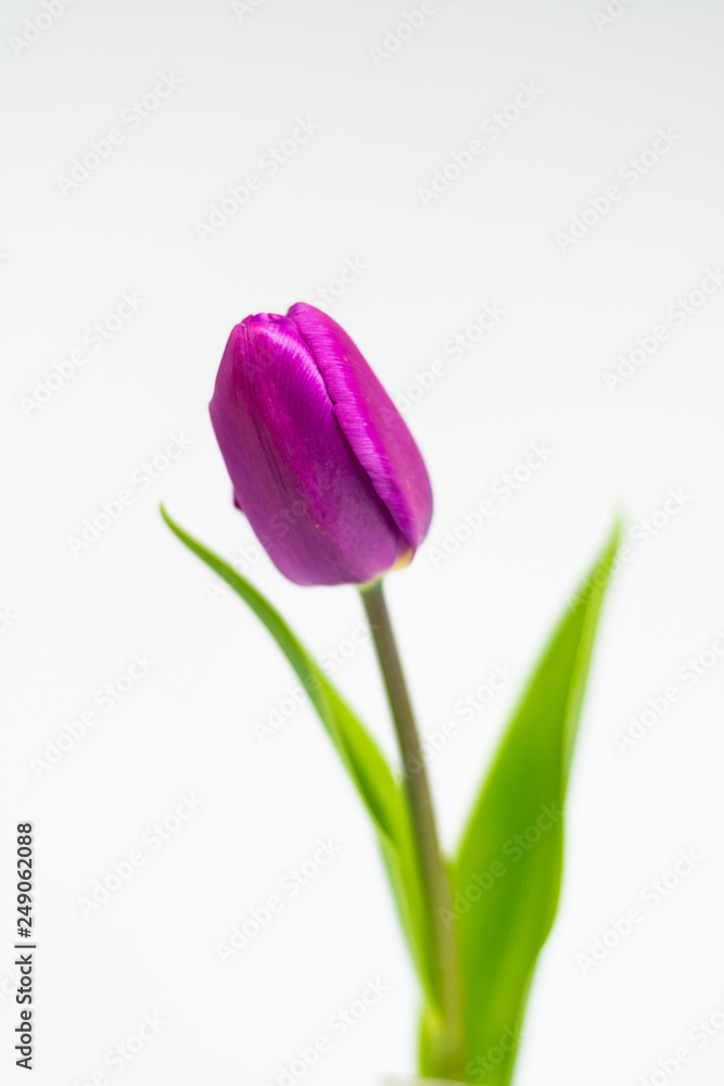 Tulip flower isolated Tulip flower isolated