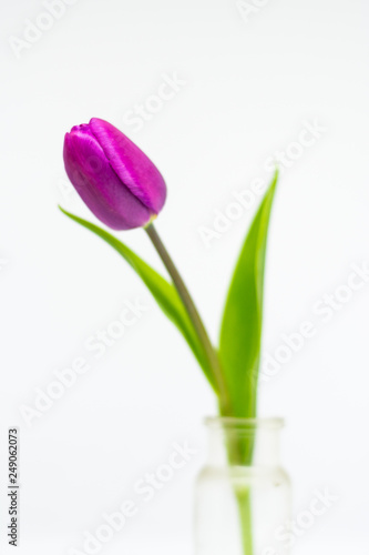 Tulip flower isolated © omnia