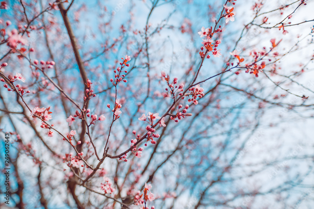 Close-up on the cherry blossoms, bright artistic nature scene, soft tones and blurred background