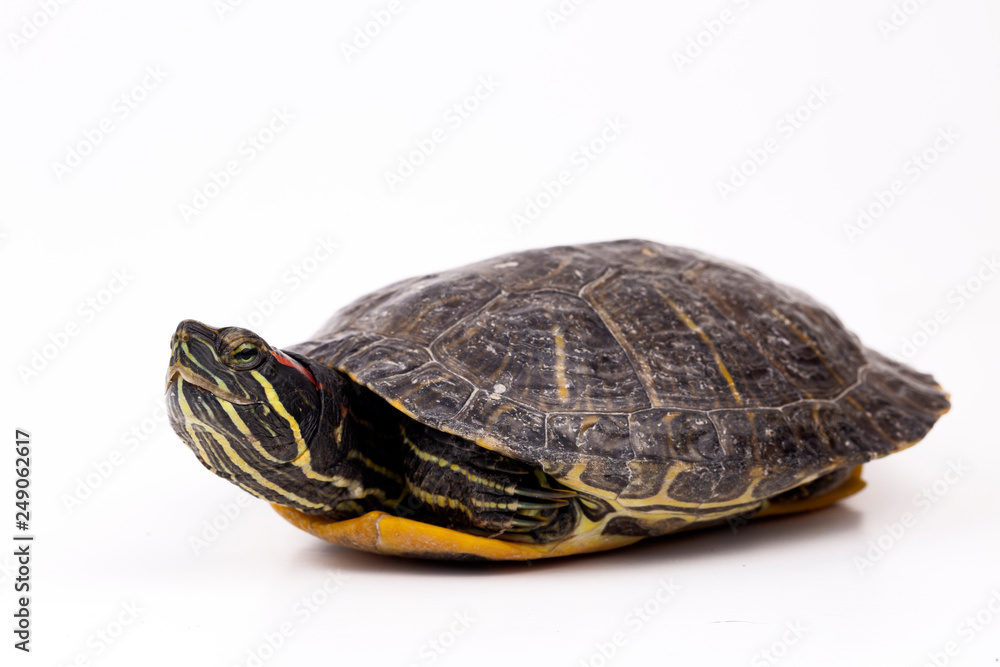 Water turtle isolated on the white background Water turtle isolated on the white background