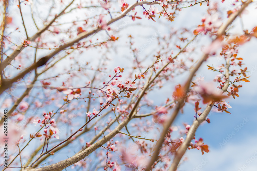 Close-up on the cherry blossoms, bright artistic nature scene, soft tones and blurred background Close-up on the cherry blossoms, bright artistic nature scene, soft tones and blurred background