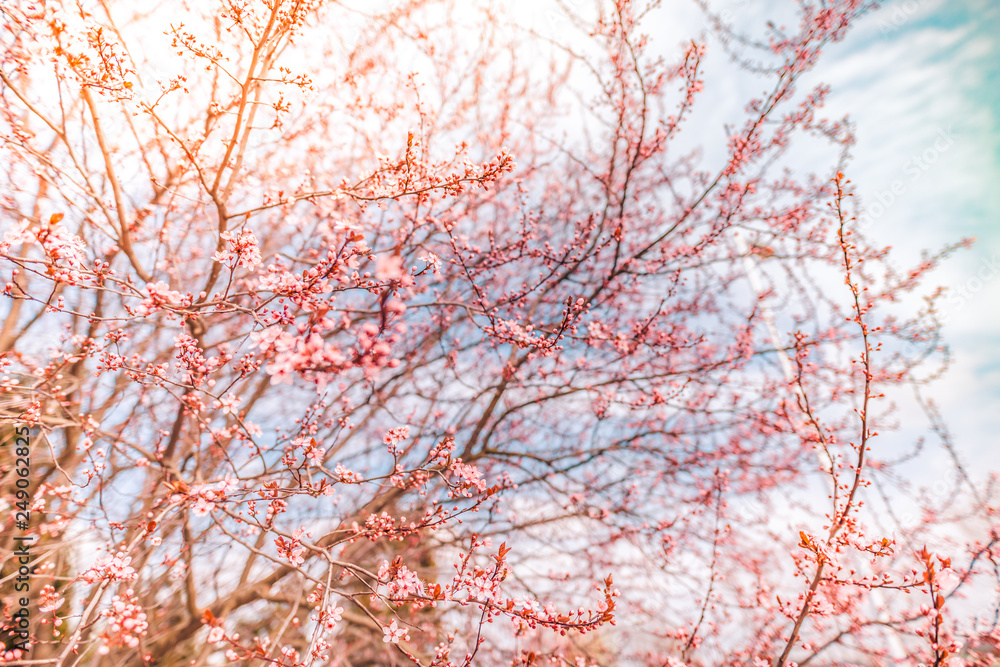 Cherry Blossom trees, Nature and Spring time background. Pink Sakura flowers Cherry Blossom trees, Nature and Spring time background. Pink Sakura flowers