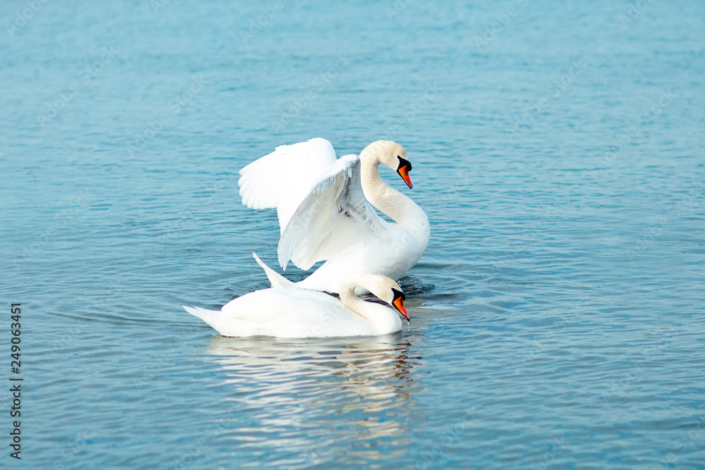 White swans on the sea. Wildlife. Ocean. White swans on the sea. Wildlife. Ocean.