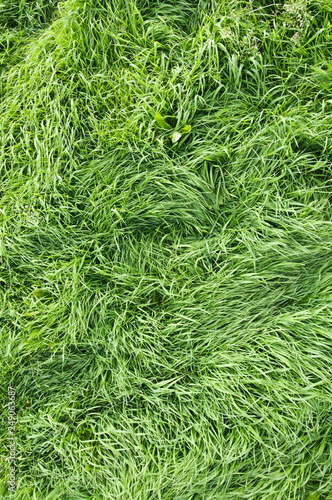 Fresh green grass background