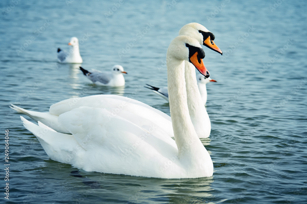 White swans on the sea. Wildlife. Ocean. White swans on the sea. Wildlife. Ocean.