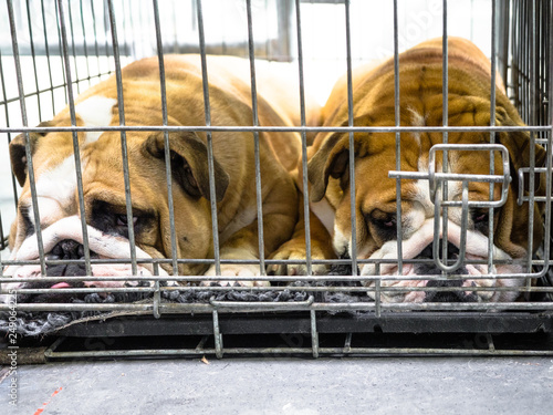 Two of Bulldog dogs pet staying, sleeping, laying down in a cage waiting for food.