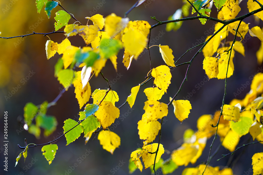 Orange und grün gefärbte Birkenenblätter im Herbst