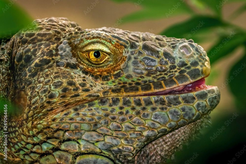 Leguan Portrait Gesicht mit gelben Augen und Mund. Echse Reptilien widerstandsfähig ausdauernd Leguan Portrait Gesicht mit gelben Augen und Mund. Echse Reptilien widerstandsfähig ausdauernd