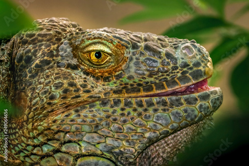 Leguan Portrait Gesicht mit gelben Augen und Mund. Echse Reptilien widerstandsf  hig ausdauernd
