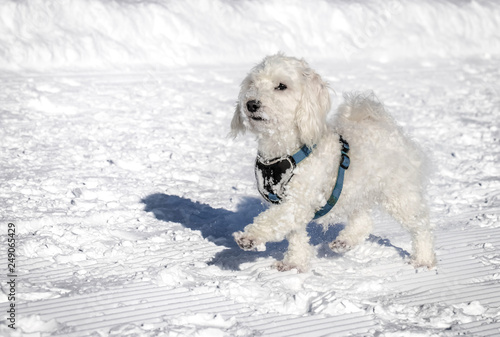 Eisprinzessin Hund Maltipoo beim Eiskunstlauf Hund stolziert im Schnee 