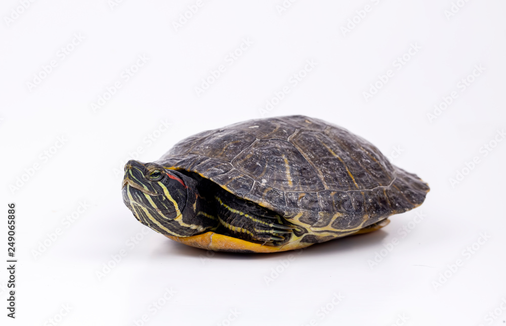 Obraz premium Water turtle isolated, on the white background