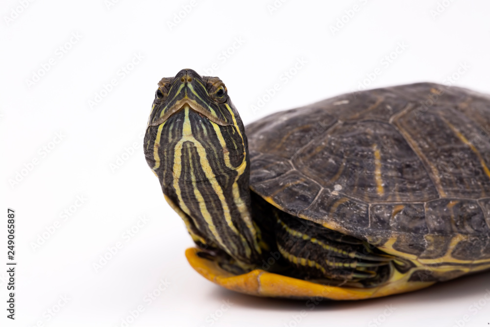 Naklejka premium Water turtle isolated, on the white background