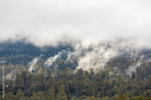Low clouds over forest in the Franklin-Gordon Wild Rivers National Park