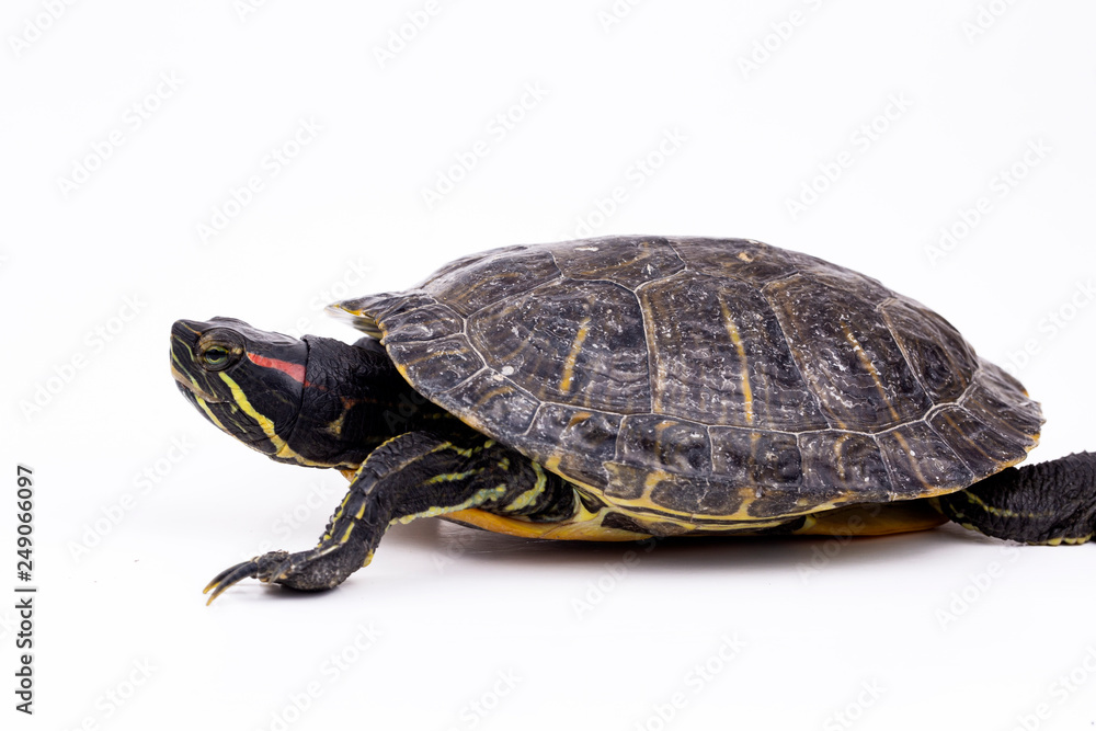 Water turtle isolated, on the white background Water turtle isolated, on the white background
