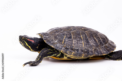 Water turtle isolated, on the white background