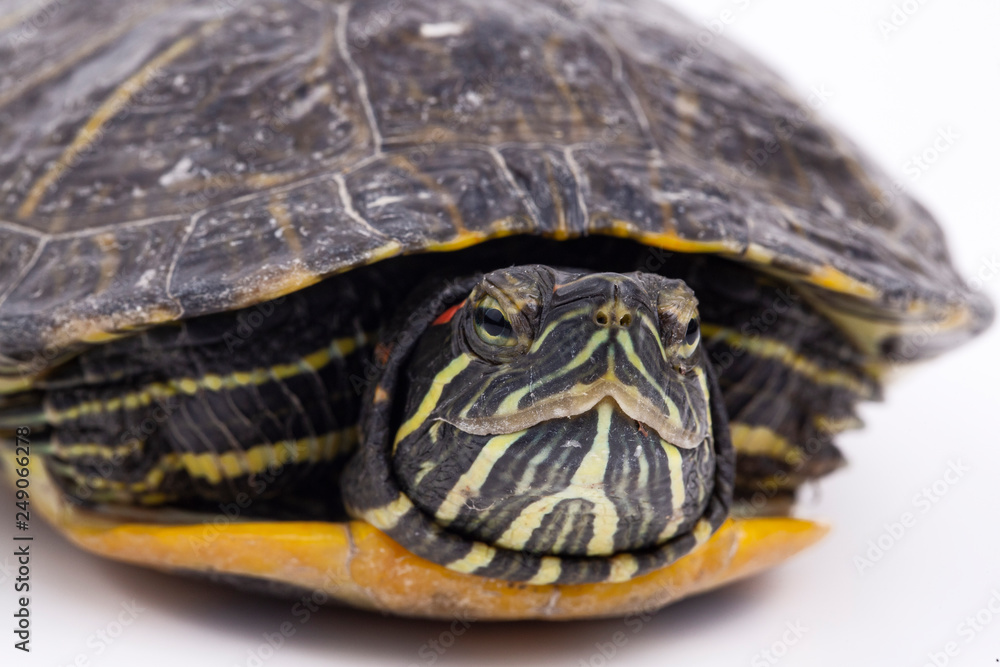 Water turtle isolated, on the white background Water turtle isolated, on the white background