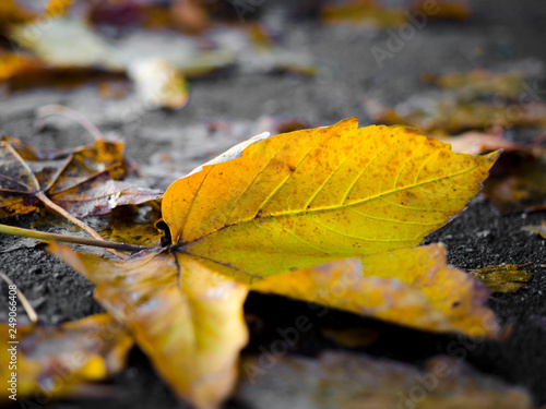 Collection of Beautiful Colorful Autumn Leaves / green, yellow, orange, red at outdoor park, a park of luminous autumnal colors, Golden scene with falling leaves, the sun shining through the trees.