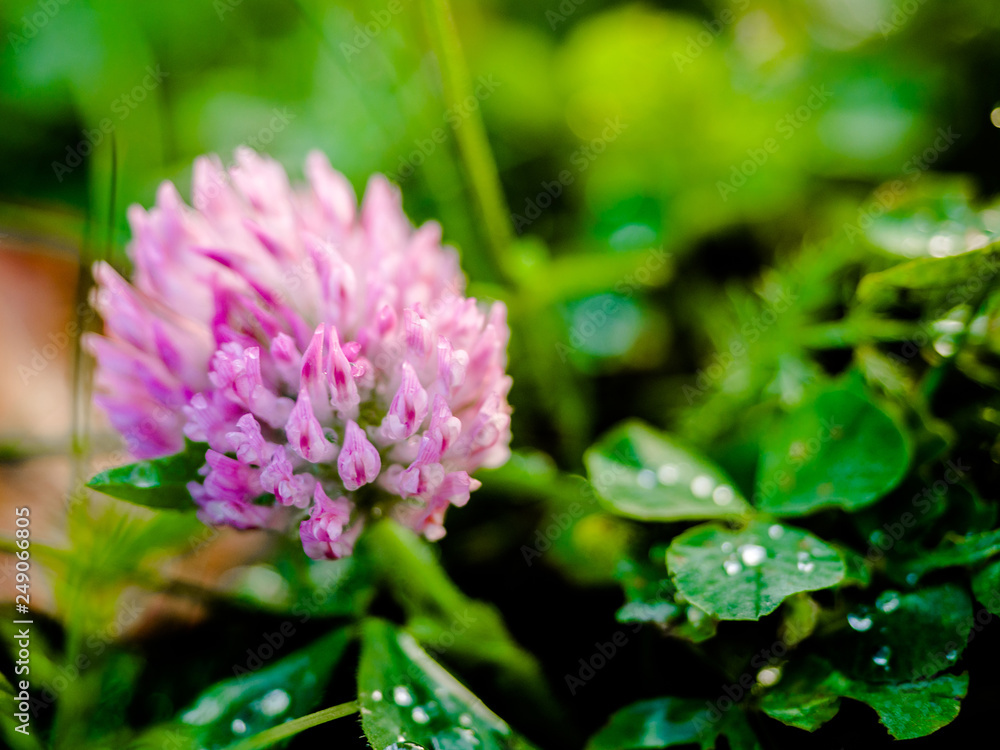 Red flower clovers on green background leaf, Trifolium pratense. Thickets of a blossoming clover. Red clover plants in sunshine. Flowering field with red clover and green grass. Red flower clovers on green background leaf, Trifolium pratense. Thickets of a blossoming clover. Red clover plants in sunshine. Flowering field with red clover and green grass.