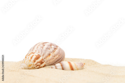Sea shells close-up on sand on a white isolated background, copy space