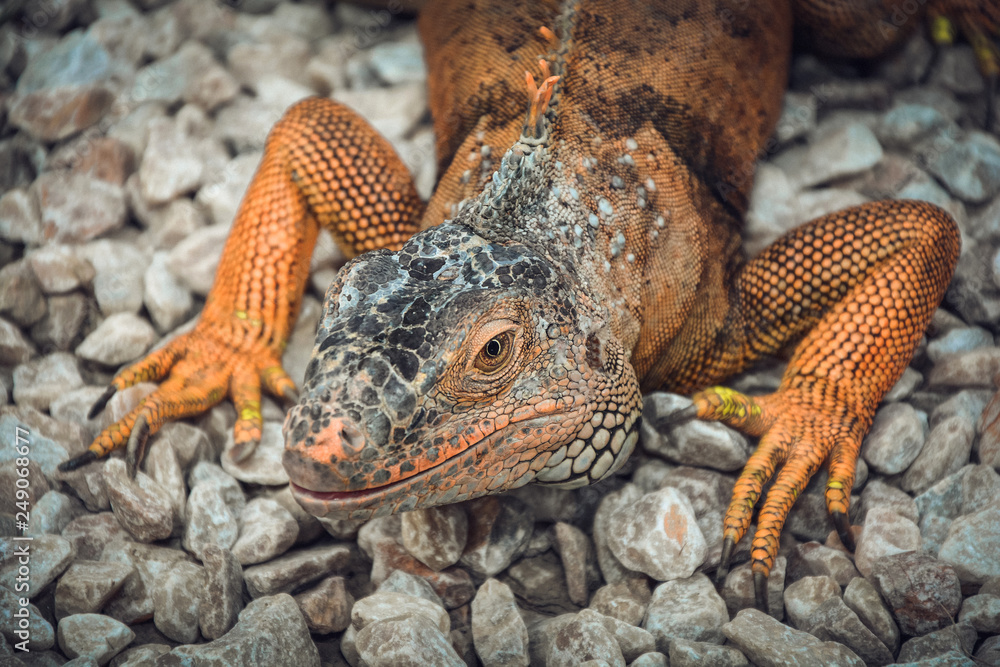 Iguana on the rocks posing Iguana on the rocks posing