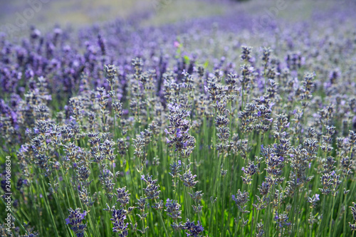 floraler Hintergrund aus blühendem Lavendel