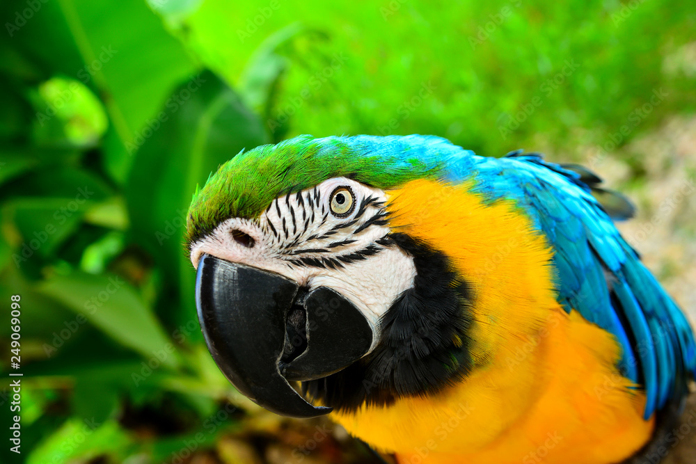 Blue-and-yellow macaw (Ara ararauna), Macaw parrot Blue-and-yellow macaw (Ara ararauna), Macaw parrot