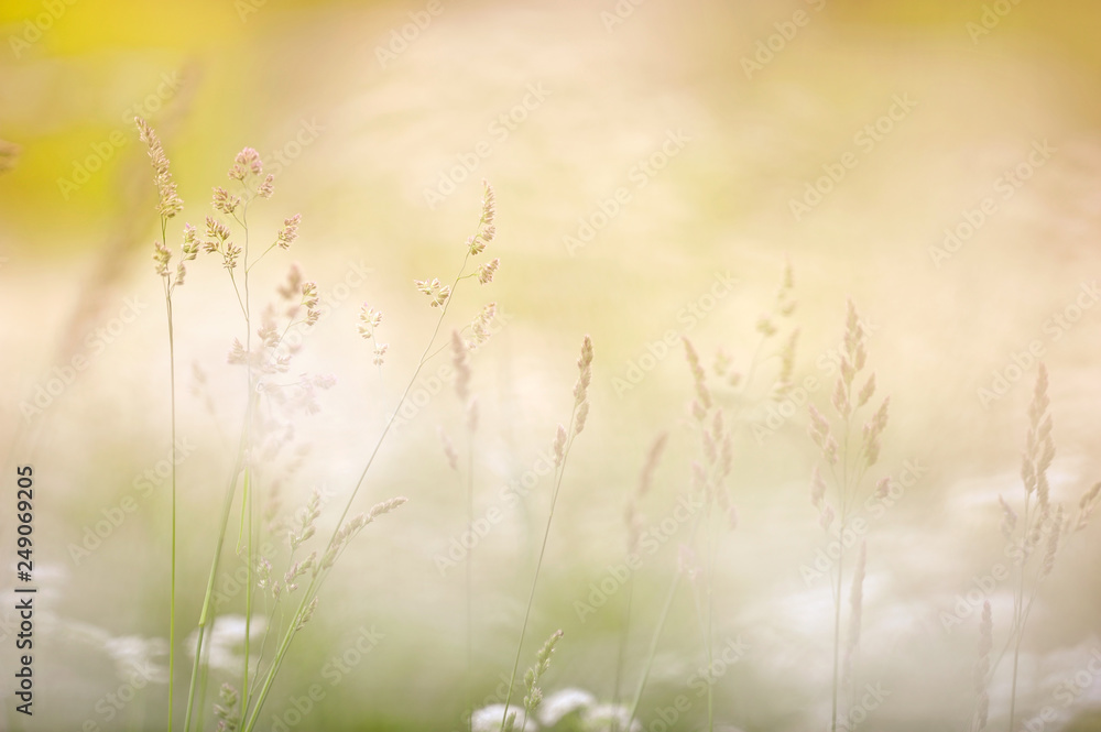 Grasses in the field against defocused background. Dreamy summer view.