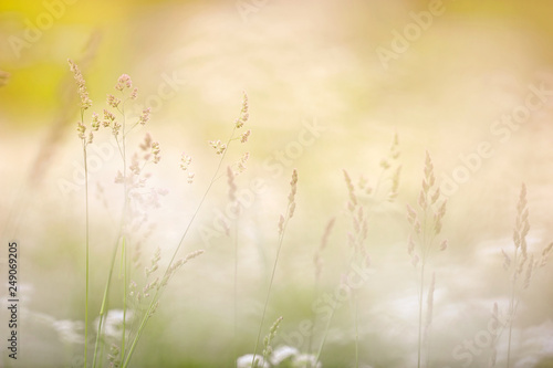 Grasses in the field against defocused background. Dreamy summer view. © ekim