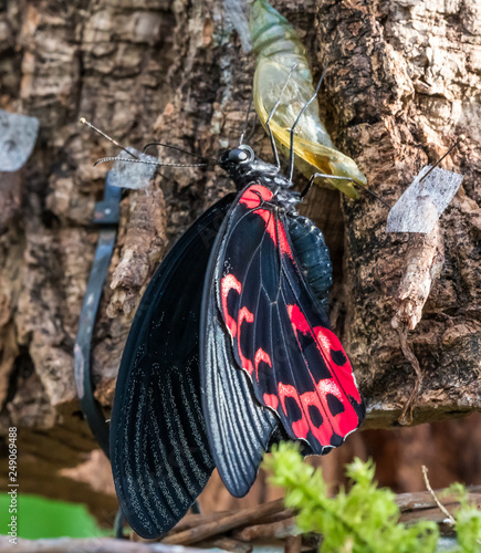 Papilio rumanzovia, the scarlet Mormon or red Mormon, butterfly photo