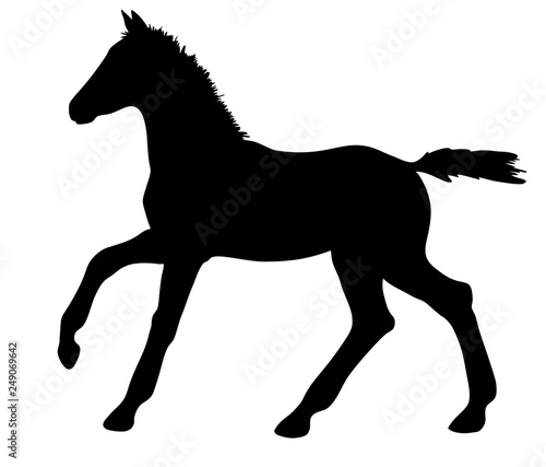 Vector silhouette of a cantering foal.