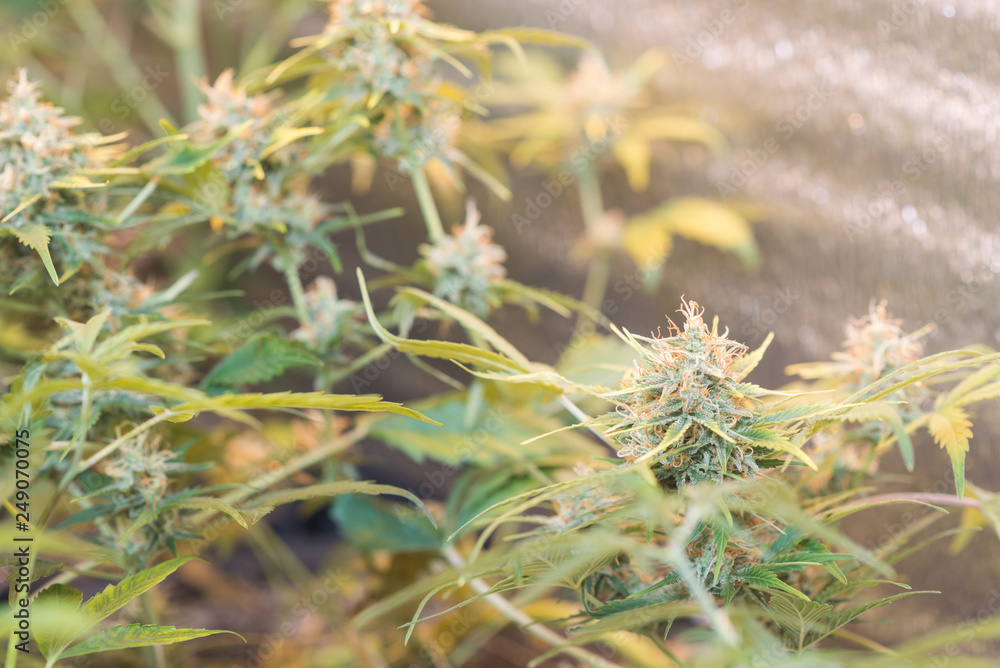 medical cannabis plant in growbox in orange light. Young flowers medical cannabis plant in growbox in orange light. Young flowers
