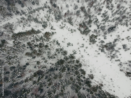 Winter pine forest in snow with a quadcopter