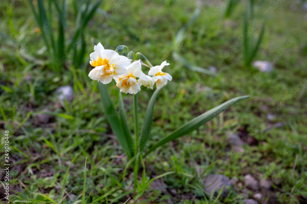 Beautiful white daffodils in a field. Karaburun,Izmir/Turkey. (Narcissus) Beautiful white daffodils in a field. Karaburun,Izmir/Turkey. (Narcissus)