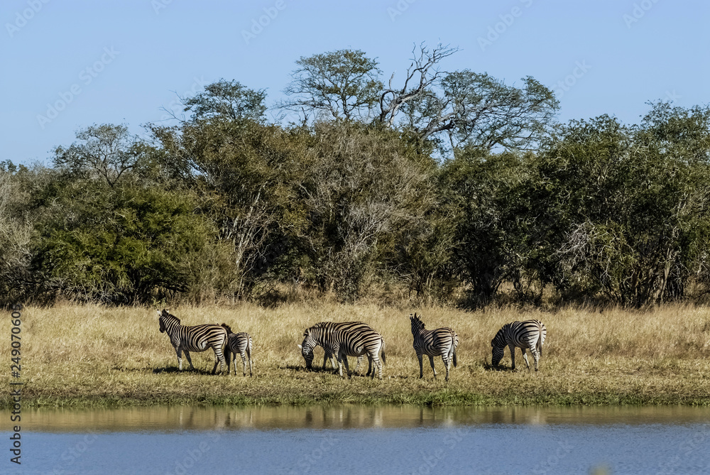Fototapeta premium Herd of zebras in the African savannah