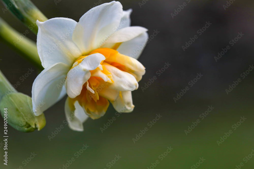 Beautiful white daffodils in a field. Karaburun,Izmir/Turkey. (Narcissus) Beautiful white daffodils in a field. Karaburun,Izmir/Turkey. (Narcissus)