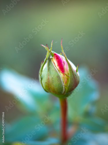 Red rose is not blooming. Bud rose for Velentine's love. Rosebud. A Closeup of a Beautiful Red budding Rose in the Garden as Spring arrives